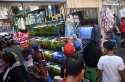 Permintaan Ikan Hias di Semarang Meningkat Selama Pandemi Covid-19