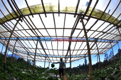 Potret Petani Sayuran Organik di Kaki Gunung Merbabu Bertahan di Tengah Pandemi
