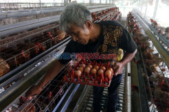 Telur Ayam Jadi Salah Satu Komoditas Penyumbang Deflasi Bulan Agustus