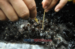 Permintaan Madu Lebah Kelulut Meningkat di Tengah Pandemi Covid-19