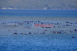 Ratusan Paus Pilot Terdampar di Perairan Australia