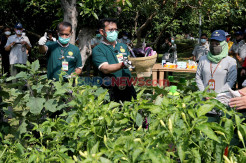 Peringati Hari Tani Nasional, Mentan Panen Sayuran Hidroponik