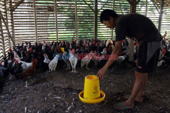 Selama Pandemi Covid-19, Peternak Kesulitan Menjual Ayam