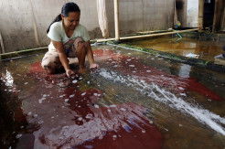 Ikan Hias Makin Ngetren, Permintaan Cacing Sutra Meningkat