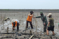 Lanal Yogyakarta Tanam Mangrove di Pantai Baros Bantul