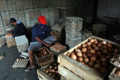 Harga Telur Ayam Naik Tajam di Akhir Tahun