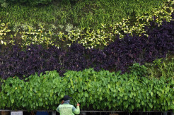 Perawatan Rutin Vertical Garden Kawasan Tugu Tani