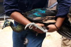 Delapan Tahun Pelihara 4 Burung Merak, Warga Surabaya Pasrahkan Hewan Kesayangannya ke BKSDA