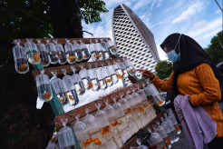 Pedagang Ikan Hias Keliling Kembali Ramai di Masa Pandemi