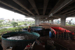 Manfaatkan Lahan Kosong, Petugas PPSU dan Warga Budidaya Ikan Lele di Kolong Tol Becakayu