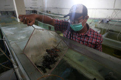 Penjualan Ikan Hias Meningkat di Tengah Pandemi