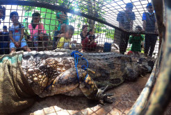Warga Tonton Pelepasliaran Buaya di Sungai Benu Banyuasin
