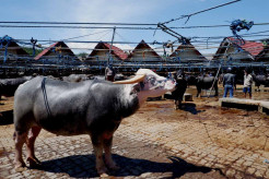 Pasar Kerbau Terbesar di Dunia ada di Toraja