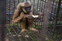 BBKSDA Riau Evakuasi Owa Ungko dari Warga