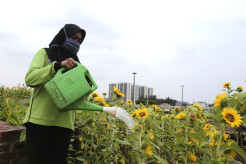 Keindahan Kebun Bunga Matahari di Taman Rotannusa
