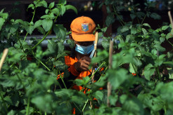 Manfaatkan Lahan Kosong, Warga Berkebun di Kolong Tol Becakayu