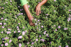 Kebun Bibit Casamora untuk Menghiasi Jalur Hijau Jakarta