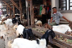 Dampak PPKM Darurat, Pedagang Pasar Kambing Tanah Abang Sepi Pembeli
