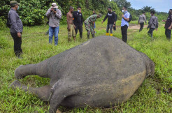 Ditemukan Tanpa Kepala, Gajah Sumatera Ini Mati Dibunuh di Kawasan Perkebunan