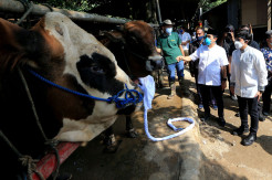 Pembagian Daging Kurban Dapat Membantu Warga Terdampak Pandemi