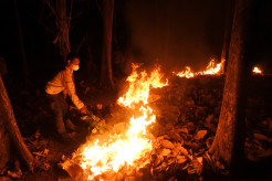 Kebakaran Hutan Perhutani di Situbondo