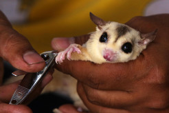 Cari Penghasilan Tambahan, Guru Pencak Silat Ini Beternak Sugar Glider