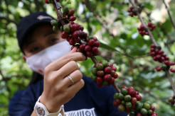 Melihat Kopi Liberika di Lereng Gunung Penanggungan
