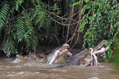 Penangkaran Buaya Terbengkalai di Muarojambi