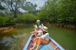 Menyusuri Hutan Mangrove Mandeh