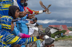 Kontes Merpati Balap di Masa Pandemi