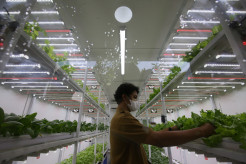 Bertanam Hidroponik di Container Farming