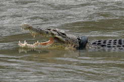 Buaya Terjerat Ban Kembali Terlihat di Sungai Palu