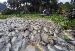 Cuaca Buruk, 921 Ton Ikan di Danau Maninjau Mati Massal Akibat Kekurangan Oksigen