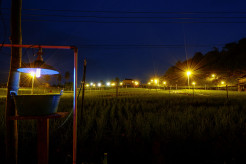 Electrifying Agriculture, Listrik untuk Basmi Hama Tanaman Bawang
