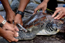 Penggagalan Penyelundupan 32 Penyu Hijau di Bali