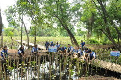 Mendukung Penanggulangan Polusi Udara dan Perubahan Iklim dengan Menanam Manggrove