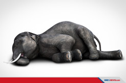 Menyedihkan, Lebih dari 360 Gajah Mati Misterius di Botswana