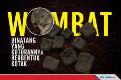 Wombat Satu-satunya Mahluk Bumi yang Kotorannya Berbentuk Kotak!