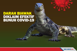 Riset Ilmuwan, Darah Biawak Efektif Bunuh Covid-19