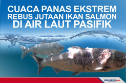 Cuaca Panas Ekstrem Rebus Jutaan Ikan Salmon di Air laut pasifik