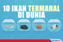 Bukan Ikan Cupang, Ini 10 Ikan yang Harganya Selangit!