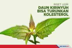 Riset UGM: Daun Kirinyuh Bisa Menurunkan Kolesterol