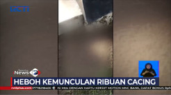 Klaten Geger, Ribuan Cacing Muncul dari Tanah Setiap Pagi
