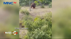 Orang Utan Berukuran Besar Muncul di Pinggir Jalan di Kalteng