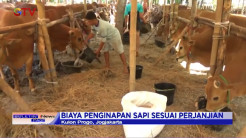 Bisnis Tempat Penitipan Sapi Kurban di Kulon Progo Kini Laris Manis
