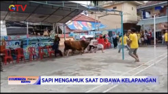 Sapi Mengamuk Seruduk Emak-emak, Warga Berhamburan Melarikan Diri