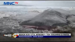 Terbawa Arus Laut Hiu Tutul Ditemukan Terdampar di Pantai Pangandaran