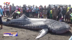 Petugas Gabungan Evakuasi Seekor Hiu Totol Muda di Pantai Kulonprogo
