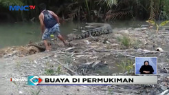Kemunculan Buaya Muara Cemaskan Warga Pangkalpinang
