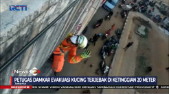 Petugas Damkar Evakusi Kucing yang Terjebak di Ketinggian 20 meter